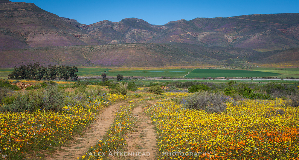 Cederberg, Wolfberg Arch, Wolfberg Cracks, Driehiek, Kromrivier, Sanddrif, Secret Cederberg, Mount Ceder, Truitjieskraal, Saalmanlagte, Savilla Rock Art Trail, Rocklands, Travellers Rest, Rock Climbing , San Rock Art, Maltese Cross, Dwars Revier, Groot Revier, Sanstone Rock Formations, Star Gazing, Cederberg Wilderness, Cape Nature Cederberg, Algeria,
