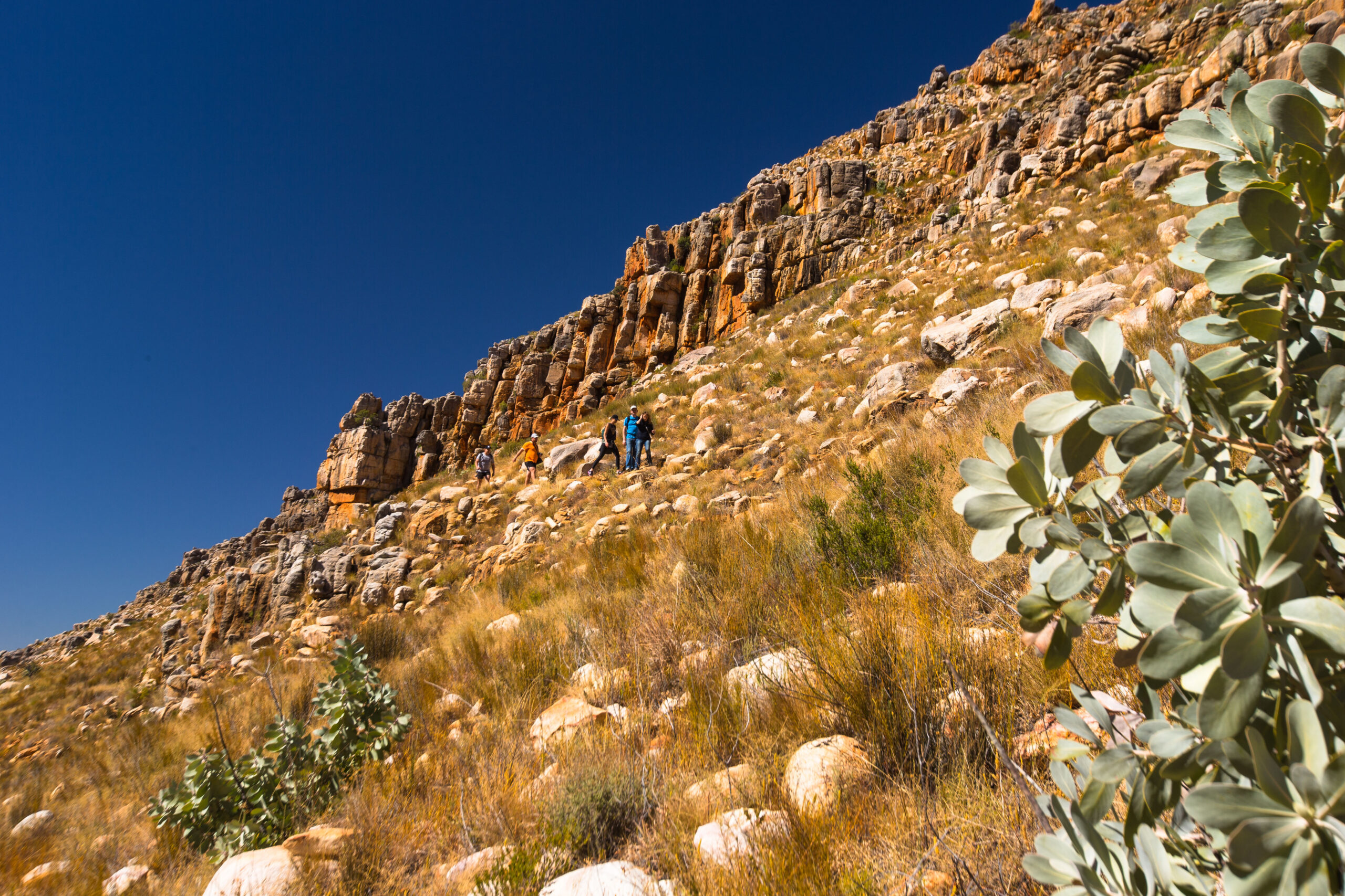 Cederberg, Wolfberg Arch, Wolfberg Cracks, Driehiek, Kromrivier, Sanddrif, Secret Cederberg, Mount Ceder, Truitjieskraal, Saalmanlagte, Savilla Rock Art Trail, Rocklands, Travellers Rest, Rock Climbing , San Rock Art, Maltese Cross, Dwars Revier, Groot Revier, Sanstone Rock Formations, Star Gazing, Cederberg Wilderness, Cape Nature Cederberg, Algeria, Oasis Cederberg, 